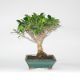 Stromček bonsai