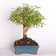 Stromček bonsai