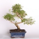 Stromček bonsai