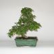 Stromček bonsai