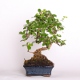 Stromček bonsai