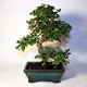 Stromček bonsai