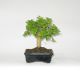 Stromček bonsai