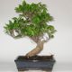 Stromček bonsai
