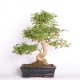 Stromček bonsai