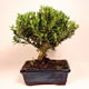 Stromček bonsai