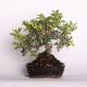 Stromček bonsai