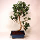 Stromček bonsai