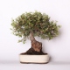 Stromček bonsai