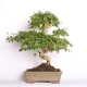 Stromček bonsai