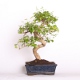 Stromček bonsai