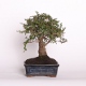 Stromček bonsai