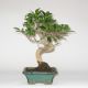 Stromček bonsai