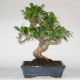 Stromček bonsai
