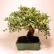 Stromček bonsai
