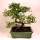 Stromček bonsai