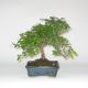 Stromček bonsai
