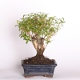 Stromček bonsai