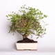 Stromček bonsai
