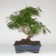 Stromček bonsai