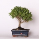 Stromček bonsai