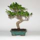 Stromček bonsai