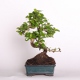 Stromček bonsai