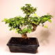 Stromček bonsai