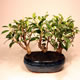 Stromček bonsai