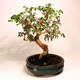 Stromček bonsai