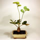 Stromček bonsai