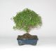 Stromček bonsai