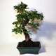 Stromček bonsai
