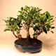 Stromček bonsai