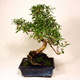 Stromček bonsai