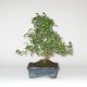 Stromček bonsai