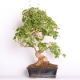 Stromček bonsai