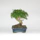 Stromček bonsai