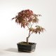 Stromček bonsai
