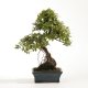 Stromček bonsai
