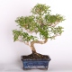 Stromček bonsai