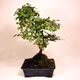 Stromček bonsai