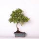 Stromček bonsai