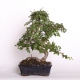 Stromček bonsai