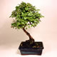 Stromček bonsai