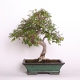 Stromček bonsai