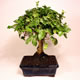 Stromček bonsai