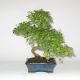 Stromček bonsai