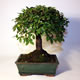 Stromček bonsai