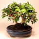 Stromček bonsai